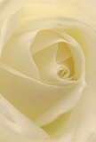 Peering into the delicate spiraled heart of a cream-white rose, you are drawn into a haven of softness and peace, as though the petals are gently enfolding you in their embrace. Their silky, whisper-light texture conjures sensations of caressing morning dew-reminiscent of tranquil starts in Richmond Park. The luminous interplay of creamy white and subtle shadow brings a serene luminosity, while each layer coils inward with quiet drama, echoing the tender gestures often expressed through our local Richmond arrangements. A sense of profound calm pervades the scene, inviting reflection much as a walk by the Thames would on a still day. The artist's hand is visible in the meticulous, almost reverent composition-each petal perfectly placed for remembrance, admiration, or to mark a heartfelt beginning. Its fragrance, soft and barely-there, seems to linger, wrapping the moment in comfort and subtle grace. This single bloom encapsulates the understated elegance and warmth of Richmond's floral tradition, making it a deeply meaningful choice for life's most significant occasions.
